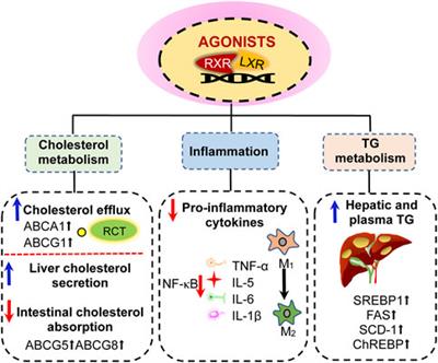 Targeting macrophages in atherosclerosis using nanocarriers loaded with liver X receptor agonists: A narrow review